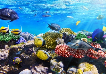 Vlies Fototapete 105 - Underwater ReefTiere Tapete Aquarium Unterwasser Meereswelt Meer Fische Riff Korallenrif blau