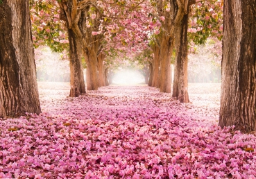 Vlies Fototapete 151 - Wald Tapete Blütenblätter Wald Bäume Baum Forest Herbst rosa
