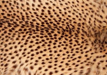 Vlies Fototapete 181 - Tiere Tapete Leopard Tier Braun Natur braun