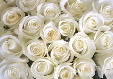 Vlies Fototapete 184 - Blumen Tapete Rose Blüten Natur Liebe Love Blüte Weiß weiß