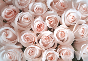 Vlies Fototapete 185 - Blumen Tapete Rose Blüten Natur Liebe Love Blüte Rosa rosa