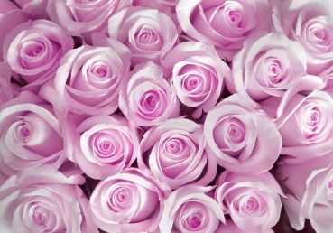 Vlies Fototapete 186 - Blumen Tapete Rose Blüten Natur Liebe Love Pink pink