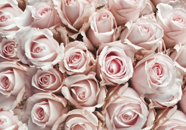 Vlies Fototapete 189 - Blumen Tapete Rose Blüten Natur Liebe Love Weiß rosa