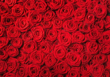 Vlies Fototapete 190 - Blumen Tapete Rose Blüten Natur Liebe Love Blüte Rot rosa