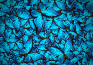 Vlies Fototapete 192 - Tiere Tapete Schmetterlinge Tiere Natur Blau blau