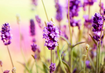 Vlies Fototapete 197 - Blumen Tapete Blüten Natur Lila Wiese braun