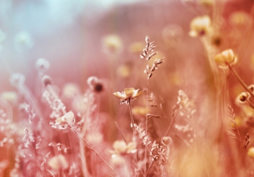 Vlies Fototapete 198 - Blumen Tapete Blüten Natur Rosa Wiese türkis