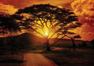 Vlies Fototapete 284 - Sonnenuntergang Tapete Baum Weg Afrika Giraffe Romantik Abenddämmerung orange