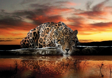 Vlies Fototapete 315 - Tiere Tapete Jaguar Sonnenuntergang Tiere orange Wasser orange