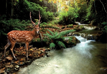 Vlies Fototapete 399 - Tiere Tapete Wald Hirsch Geweih Natur Bach grün braun