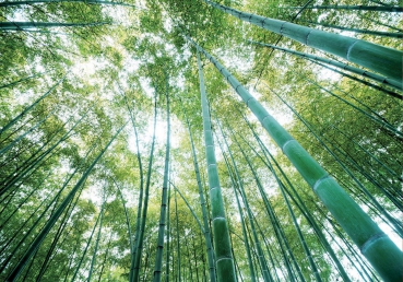 Vlies Fototapete 410 - Wald Tapete Wald Bäume Himmel Bambus Natur grün