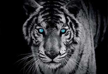 Vlies Fototapete 426 - Tiere Tapete Tiger Gesicht Auge blau schwarz-weiß blau