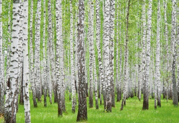 Vlies Fototapete 433 - Wald Tapete Birke Wald Bäume Natur grün weiß