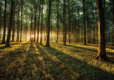 Vlies Fototapete 638 - Wald Tapete Sonnenuntergang Wald Bäume Wiese grün