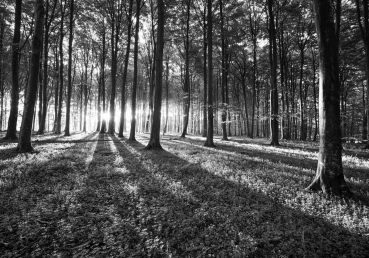 Vlies Fototapete 642 - Wald Tapete Sonnenuntergang Bäume Wiese grau sw