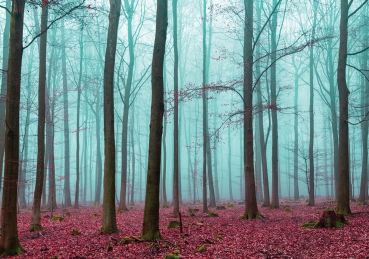 Vlies Fototapete 818 - Wald Tapete Bäume Laub Herbst Nebel blau