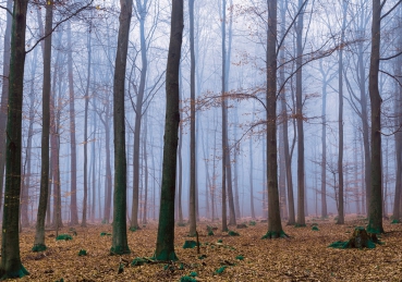 Vlies Fototapete 819 - Wald Tapete Bäume Laub Herbst Nebel braun