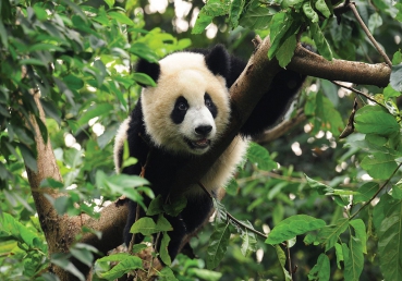 Vlies Fototapete 986 - Tiere Tapete Panda Bär Baum Fell Kinderzimmer Zoo Dschungel grün