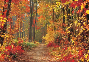 Vlies Fototapete 994 - Wald Tapete Weg Bäume Herbst Laub Baum Natur braun