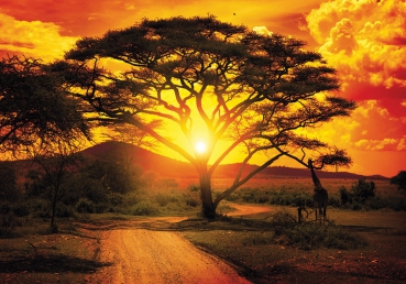 Vlies Fototapete 999 - Afrika Tapete Sonnenuntergang Baum Weg Giraffe Savanne Himmel Pflanze Afrika gelb