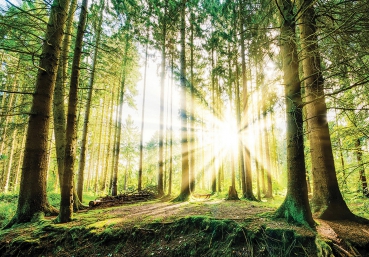 Vlies Fototapete 3256 - Wald Tapete Nadelwald, Sonnenaufgang, Sonnenstrahlen grün