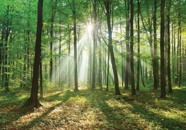 Vlies Fototapete 3285 - Wald Tapete Laubbaum, Laubwald, Sonne, Sonnenstrahlen natural