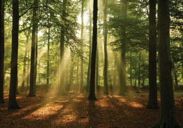 Vlies Fototapete 3287 - Wald Tapete Laubbaum, Laubwald, Sonne, Sonnenstrahlen bunt