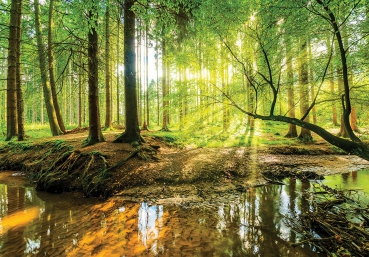 Vlies Fototapete 3355 - Wald Tapete Laubwald, Bach, Sonnenaufgang, Frühling natural