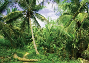 Vlies Fototapete 4485 - Natur Tapete Palmen Strand Tropisch Ausblick Pflanzen grün