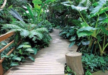 Vlies Fototapete 4487 - Natur Tapete Ausblick Weg Wildnis Bäume Steg Brücke grün