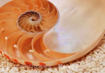 Fototapete National Geographic NAUTILUS 184x127 orange Perlmutt Muschel Schnecke