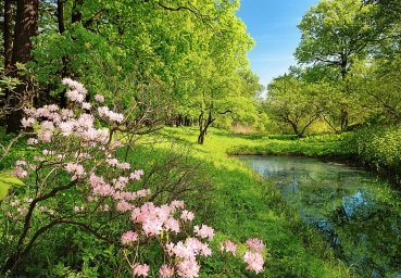Fototapete PARK IN SPRING 366x254 Parklandschaft im Frühling, Teich, Magnolien