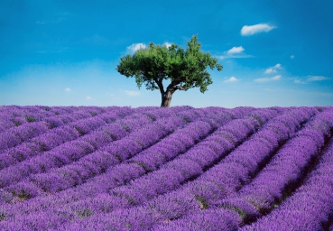 Fototapete PROVENCE 366x254 Lavendel-Feld mit Olivenbaum, Hügel in Südfrankreich