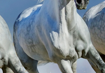 Fototapete ARABIAN HORSES 366x254cm Strand Schimmel weiße Pferde Galopp Araber