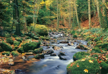 Fototapete FOREST STREAM 366x254 Bach Wald Bäume Herbst Fluss Steine grün braun
