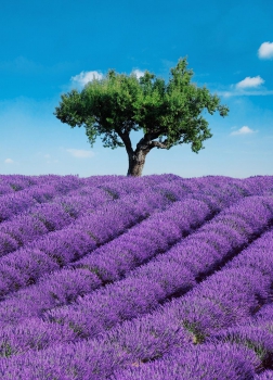 Fototapete PROVENCE 183x254 Feld mit Lavendel und Olivenbaum in Südfrankreich