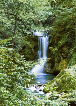 Fototapete WATERFALL 183x254 Wasserfall Wald Bäume grün Natur Wasser Bach Wild