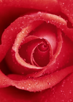 Fototapete RED ROSE 183x254 rote Blüte Tautropfen Makro Blume Liebe rot Rosen