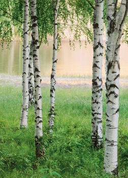Fototapete NORDIC FOREST 183x254 Birken am See Bäume Landschaft Skandinavien