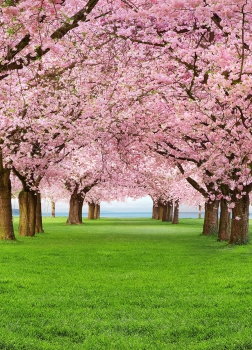 Fototapete CHERRY TREES 183x254 Kirschblüten am Seeufer im Frühling, Bäume Allee