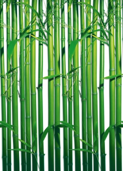 Fototapete BAMBOO 183x254 Bambus green Blätter grüne Bambushalme, endlos klebbar