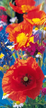 Fototapete RED POPPIES 86x200 cm rote Mohnblumen bunte Blüten Blumen Mohn Poppy