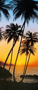 Fototapete SUNNY PALMS 86x200 Palmen im Sonnenuntergang, Strand Karibik, Südsee