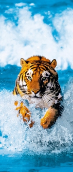 Fototapete BENGAL TIGER 86x200 cm Grosskatze Meeresbrandung Katze Raubkatze Meer