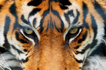 Fototapete TIGER 175x115cm Raubkatze Tier Dschungel Bengal Indien Sibirien Streifen