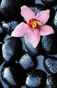 Fototapete STONE ORCHID 115x175 rosa Orchidee schwarze Steine Kiesel Tropfen Tau
