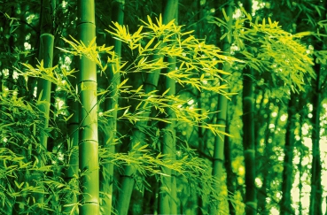 Fototapete BAMBOO IN SPRING 175x115 Bambus Wald Forest Dschungel Asien Giant Art Poster