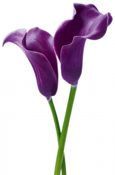 Fototapete PURPLE CALLAS 115x175 cm zwei lila Blumen auf weiss Blüten XXL-Poster violette Blumen