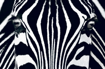 Fototapete BLACK AND WHITE 175x115 schwarz weiss Foto, Zebra, afrikanisch, mystischer Kunstdruck
