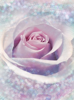 Vliestapete Fototapete DELICATE ROSE 184x248 Blütentraum Pastell, Blume 2-teilig